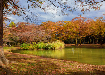 Autumn in Tokyo. Beautiful autumnal leaves in Yoyogi Park, in Shibuya Ward