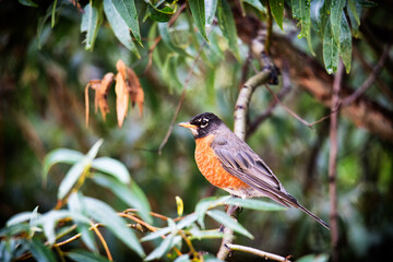 American Robin Perched on a Branch in Lush Foliage
