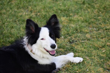 Border Collie dog resting in the garden