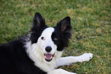 Border Collie dog resting in the garden