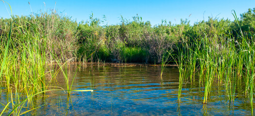Calm wide river, fishing landscape. Reeds and kugai along the river bank.