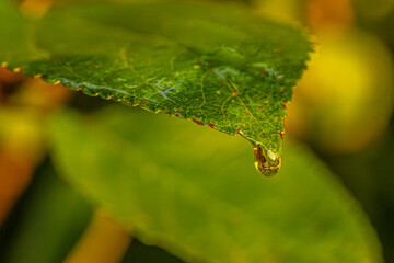 A vibrant macro shot of a dew drop delicately hanging from the edge of a green leaf. The intricate details of the leafs texture and veins are highlighted