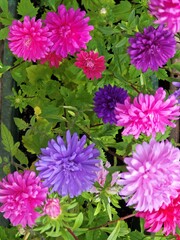 Bunte Astern