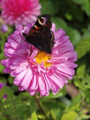 Geschlossenes Pfauenauge auf Aster