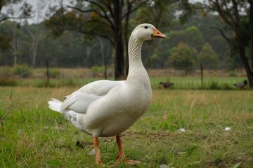 Obraz premium A goose being admired at a farm or park, its graceful movements and gentle nature captivating visitors