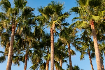 Fototapete Palme am Sandstrand © angelo esslinger