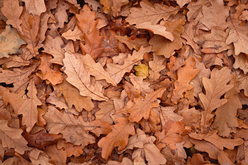 Beautiful brown fallen oak leaves on the ground in a park or forest in autumn, close-up