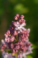 Delicate Spring Nature: Beautiful Lilacs in Bloom