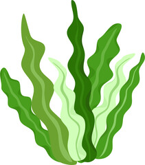 Seaweed illustration 