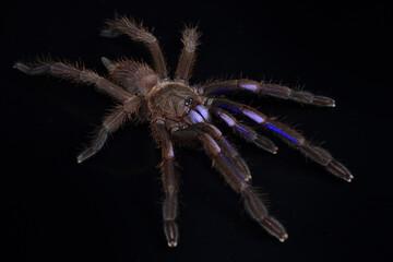 Closeup picture of the electric blue tarantula Chilobrachys natanicharum, a newly discovered spider species from Thailand, photographed on black background.