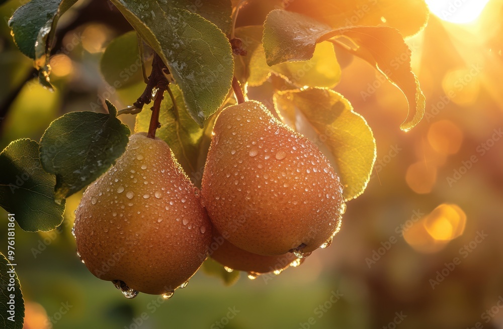 Wall mural Pears hanging from the branches, dew drops glistening on their shiny surface as they catch the warm sunlight in an orchard at sunrise. The soft focus and bokeh background create a dreamy atmosphere