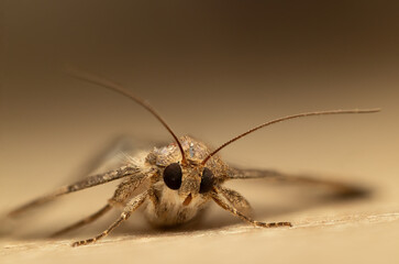 CloseUp Macro Photography of a Night Butterfly Natural Beauty Captured Up Close