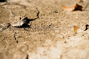 Braungelber Sandboden mit grauem und braunem Laubblatt in der Natur bei Sonne am Morgen im Spätsommer