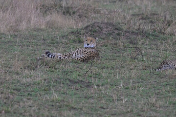cheetah in the savannah