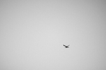 seagull flies over the sea
