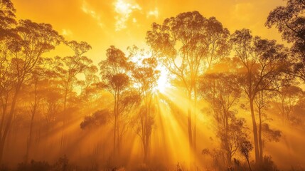 Misty eucalyptus forest at sunrise with sun rays piercing through the fog and fire-lit sky