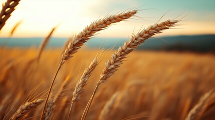 Fototapeta premium Golden wheat fields sway gently in the evening breeze, bathed in warm sunlight as the sun sets over the horizon, creating a peaceful agricultural atmosphere