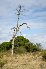 barkless skeletal white dead pine tree trunk against blue cloud sky