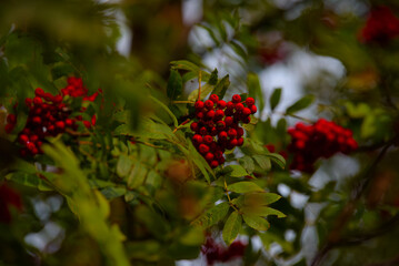 orange mountain ash on a tree branch on a sunny day