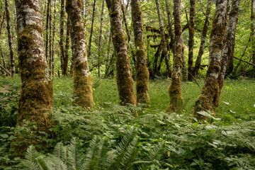Tall Grasses And Ferns Surround Moss Covered Birch In Olympic