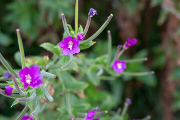 close-up of the beautiful Hairy Willow flower (Epilobium hirsutum) in summer sunshine