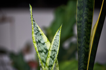 Close-up of a water-dappled plant with sharp, green and white variegated leaves. The dark background emphasizes the freshness and natural beauty of the dew-covered foliage.