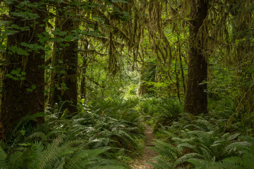 Obraz premium Trail Disppears Into Thick Hoh Rainforest
