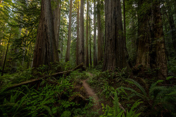 Trunks Of Giant Redwood Trees Dwarf The Trail Through The Forest