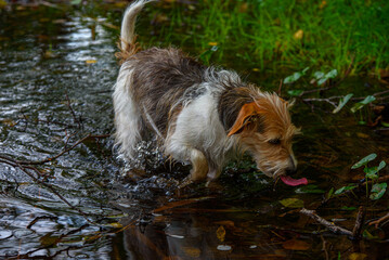 jack russell terrier paddling along the shore of the lake with his tongue hanging out in the water