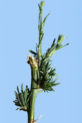 With green leaves the stalk of flax-leaf fleabane, wavy-leaf fleabane, or asthma weed (Conyza bonariensis) in autumn.