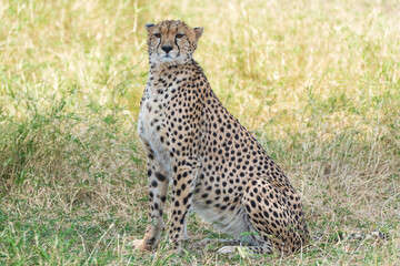 Cheetah sitting in the grass