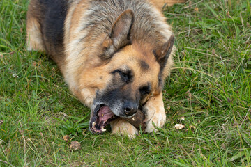 close-up of a beautiful german shepherd alsatian (Canis lupus familiaris) 