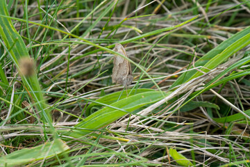 meadow brown butterfly (Maniola jurtina) resting on a grass blade, Wilts UK