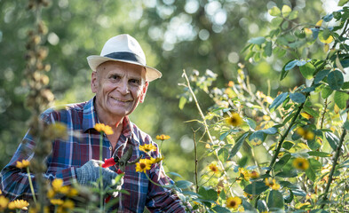 Retired man in a plaid shirt and hat pruning flowers in a sunny garden, smiling while holding...