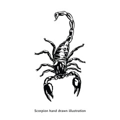 Scorpion illustration. Vintage scorpion hand drawn illustration