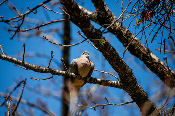 bird on tree