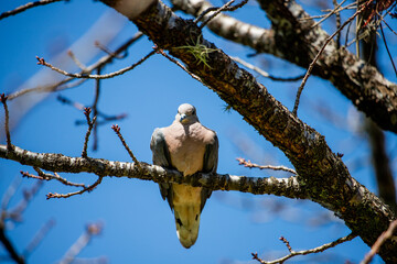 bird on tree