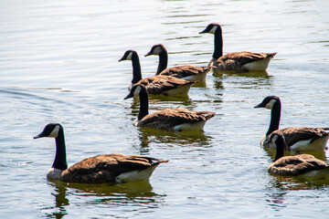 brown wild geese swimming on a pond