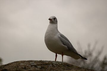 Seagull 