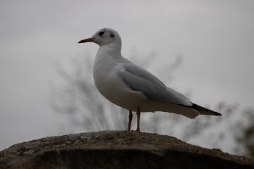 Seagull 