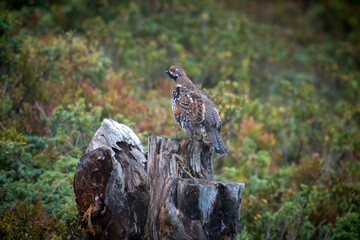 a hazel grouse, tetrastes bonasia, on a tree trunk at a autumn evening