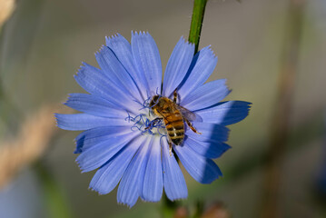 bee on a flower