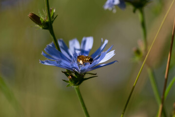 bee on a flower