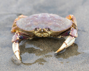 Dungeness Crab in alert after drifted away from the Pacific Ocean. Fort Funston Beach, San Francisco, California.