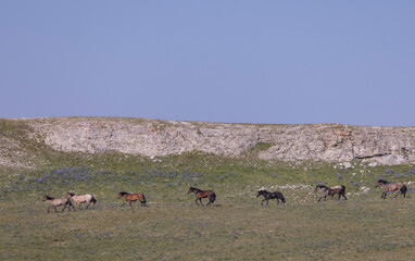 Wild Horses in Summer in the Pryor Mountains Montana