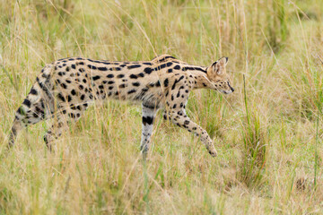 Serval cat walking in the grass