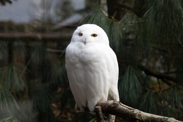 snowy owl on a branch