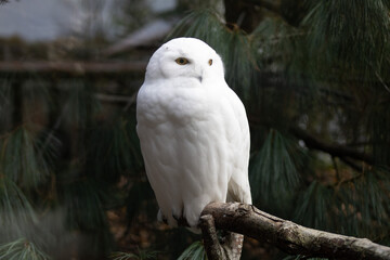 snowy owl perched on a branch