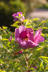 Fototapeta premium Wild Peony in Bloom: Nature's Untamed Beauty