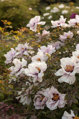 Wild Peony in Bloom: Nature's Untamed Beauty